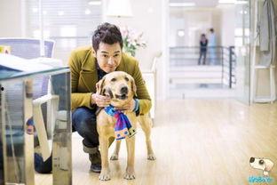 神犬小七图片,忠诚守护，勇闯天涯