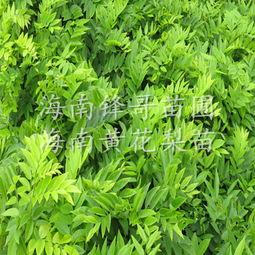 苗圃的哥哥苗田照片,苗圃哥哥的写真集锦